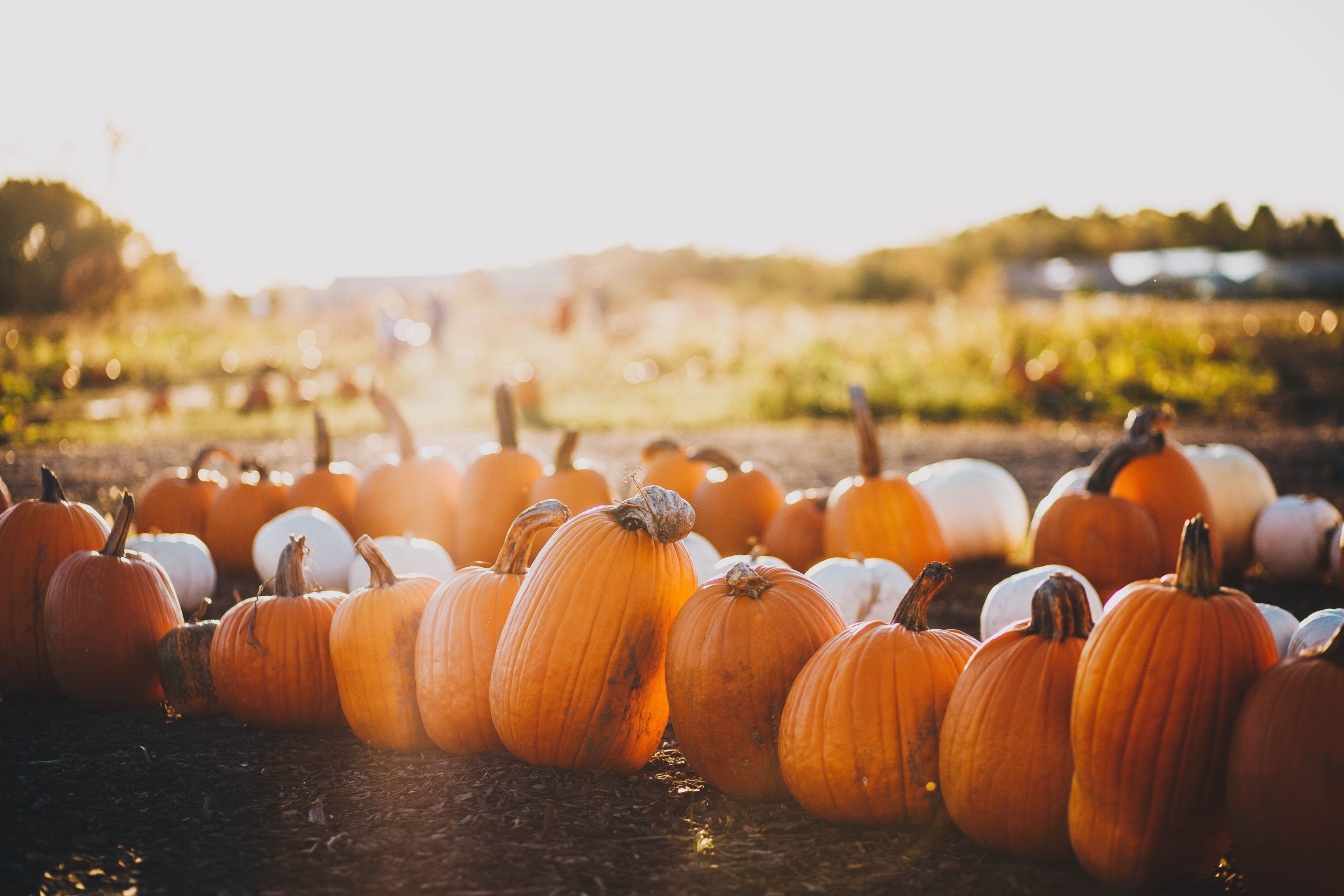 The BEST Fall Activities for Teens and Adults